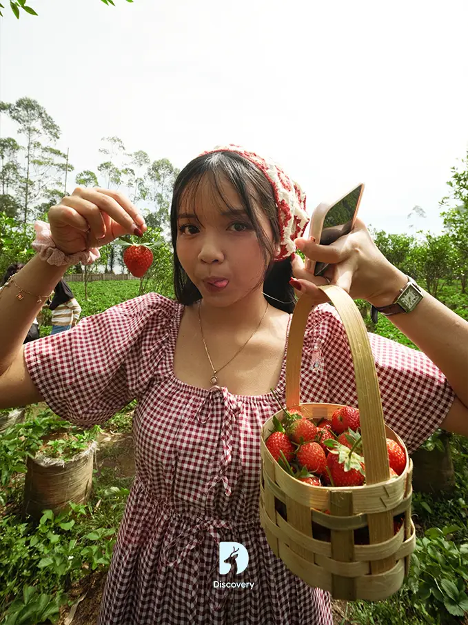 Kebun Strawberry